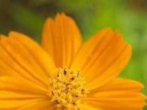 探寻近期桃花运如何（从星座、运势、人际关系三个维度入手）